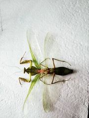 Rhombodera