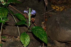 Eranthemum roseum