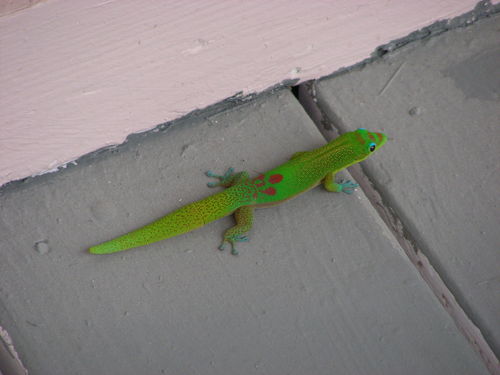 Gold dust day gecko, Phelsuma laticauda