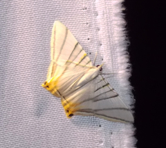 Phrygionis platinata