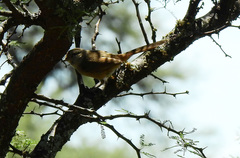 Furnariinae