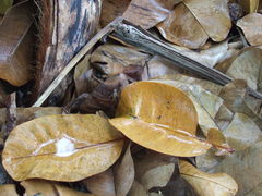 Microbinthus santoensis