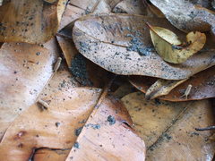 Microbinthus santoensis