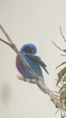 Cotinga amabilis