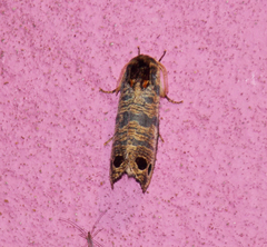 Biocellata praeclara