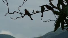 Merops lafresnayii