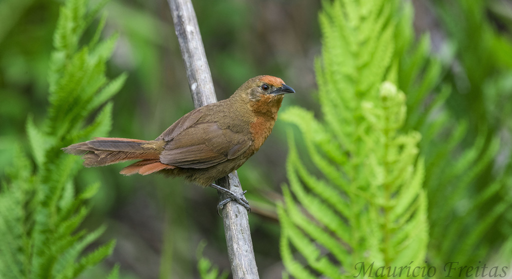 Orange-breasted Thornbird photo