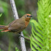 Orange-breasted Thornbird - Photo (c) mauriciofreitas, some rights reserved (CC BY-NC), uploaded by mauriciofreitas