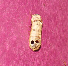 Biocellata praeclara