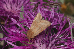 Eriopygodes imbecilla