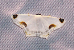 Sericoptera