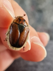 Anoplocheilus variabilis