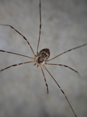 Amilenus aurantiacus