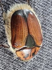 Anoplocheilus variabilis
