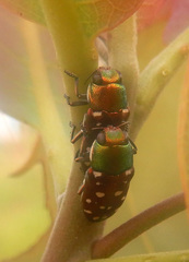 Diphucrania leucosticta