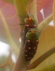 Diphucrania leucosticta