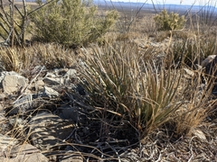 Agave schottii schottii