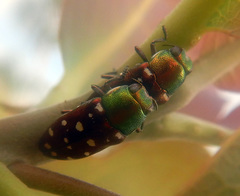 Diphucrania leucosticta