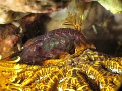 Synalpheus stimpsonii