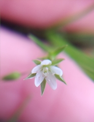 Sabulina tenuifolia