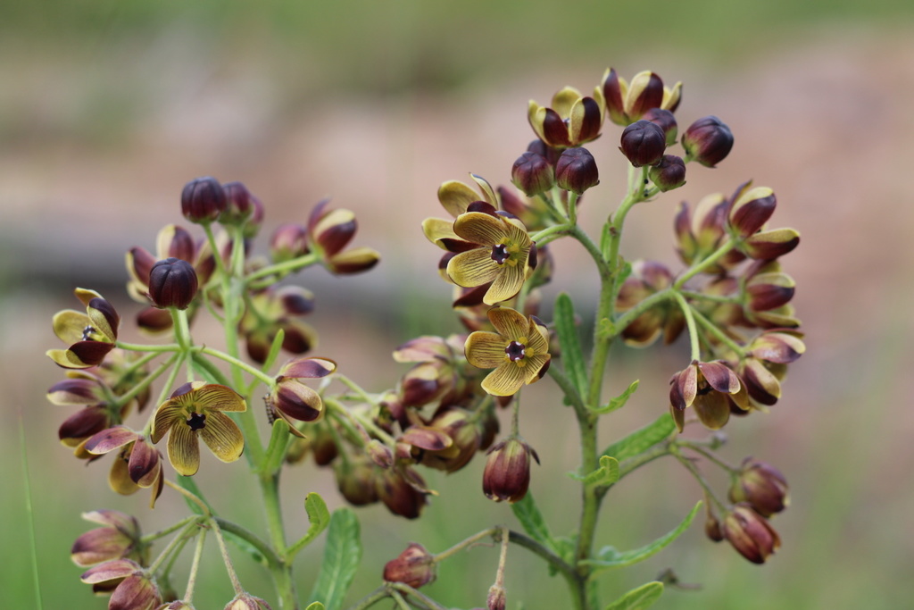 Schizoglossum hamatum