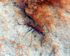 Micromentignatha oblongicollis