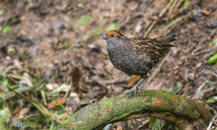Odontophorus capueira