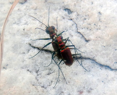 Micromentignatha oblongicollis