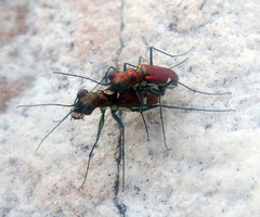 Micromentignatha oblongicollis