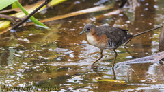 Rufous-Sided Crake photo 2
