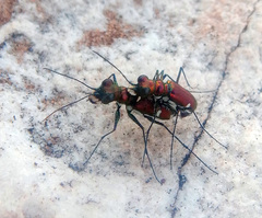 Micromentignatha oblongicollis