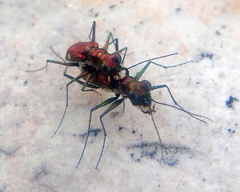 Micromentignatha oblongicollis