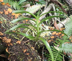 Tridactyle bicaudata bicaudata