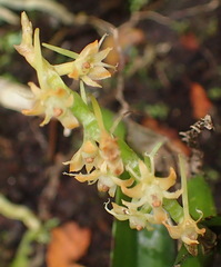 Tridactyle bicaudata bicaudata
