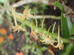 Tridactyle bicaudata bicaudata