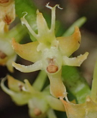 Tridactyle bicaudata bicaudata