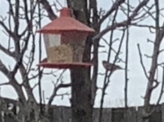 Haemorhous purpureus