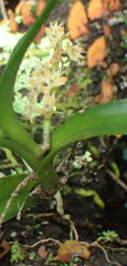 Tridactyle bicaudata bicaudata