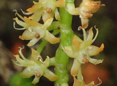 Tridactyle bicaudata bicaudata