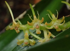 Tridactyle bicaudata bicaudata