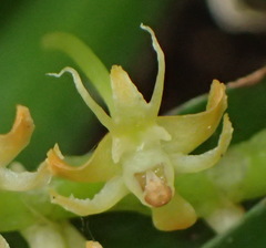 Tridactyle bicaudata bicaudata
