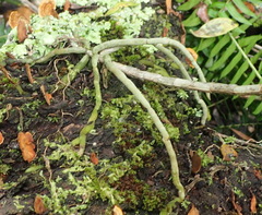 Tridactyle bicaudata bicaudata