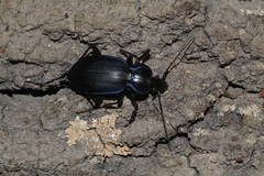 Carabus sylvosus