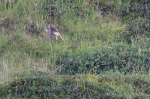 ალალი (Falco columbarius)