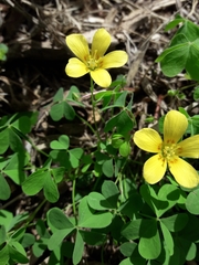 Oxalis conorrhiza