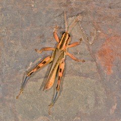 Melanoplus packardii