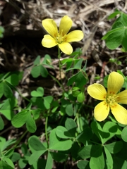 Oxalis conorrhiza