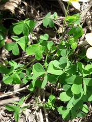 Oxalis conorrhiza