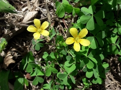 Oxalis conorrhiza