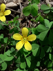 Oxalis conorrhiza